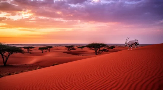 Wide panoramic view of Kalahari desert with acacia trees and red sand dunes at golden hour