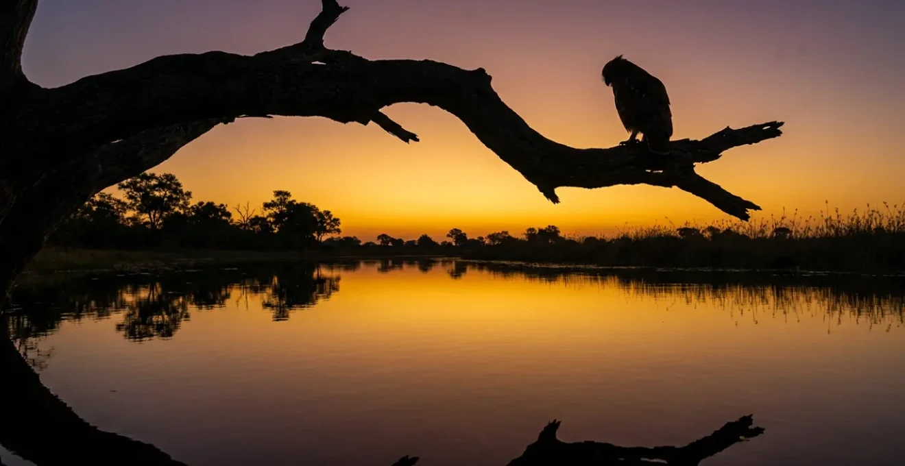 Pel's Fishing Owl perched on overhanging branch above Okavango waters at dusk