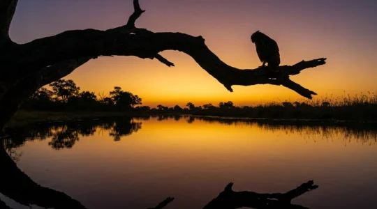 Pel's Fishing Owl perched on overhanging branch above Okavango waters at dusk