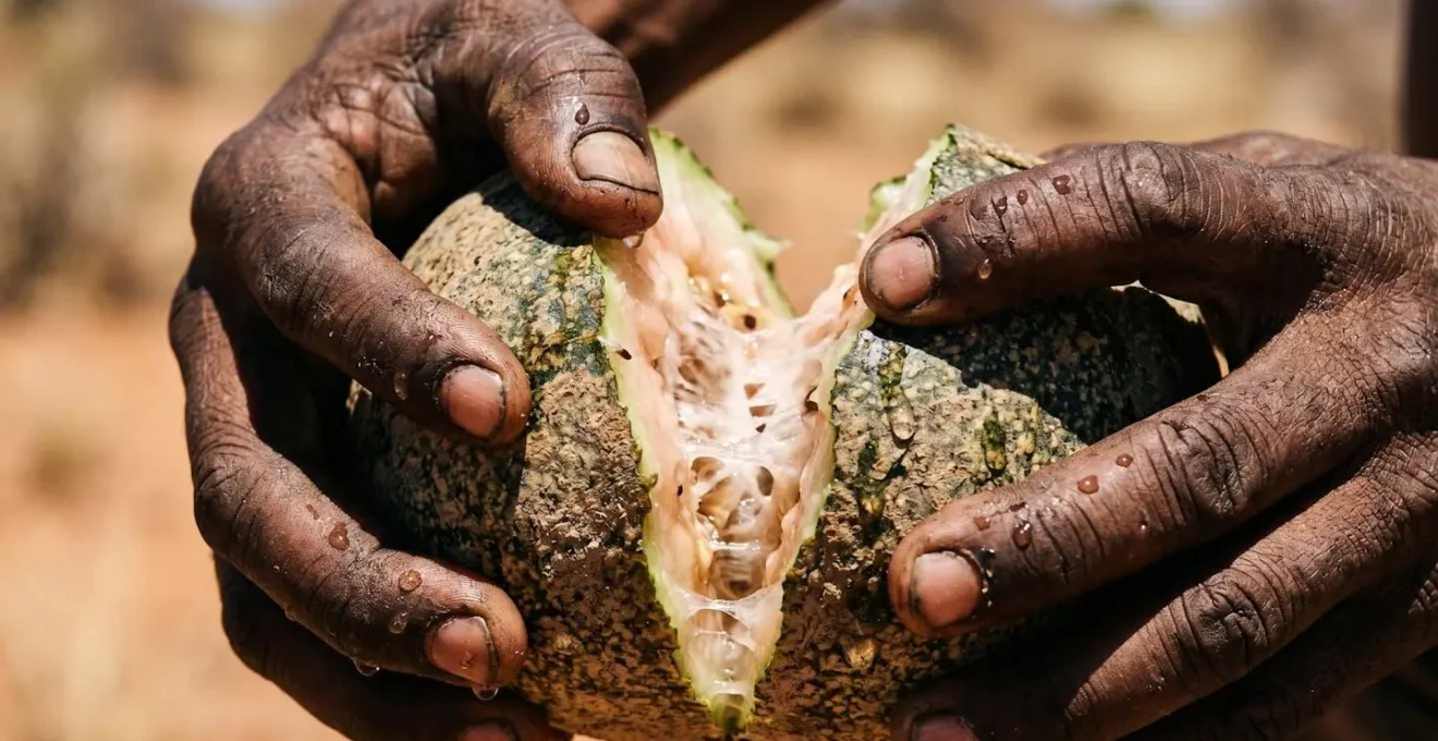 Extreme close-up of a Tsamma melon being opened in the desert, revealing its water-rich flesh.