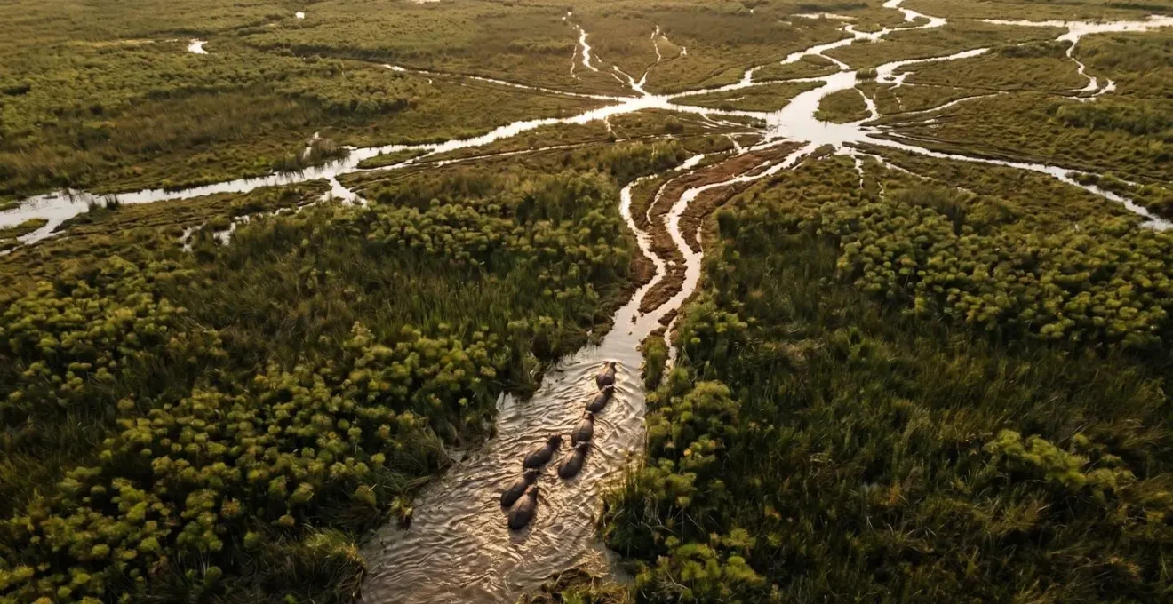 Aerial view of hippo-created channels cutting through Delta vegetation