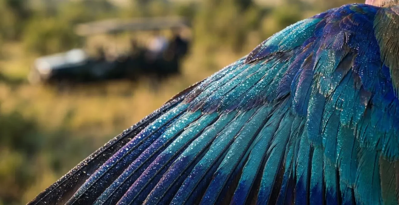 Extreme close-up of iridescent bird feathers with blurred electric safari vehicle in background