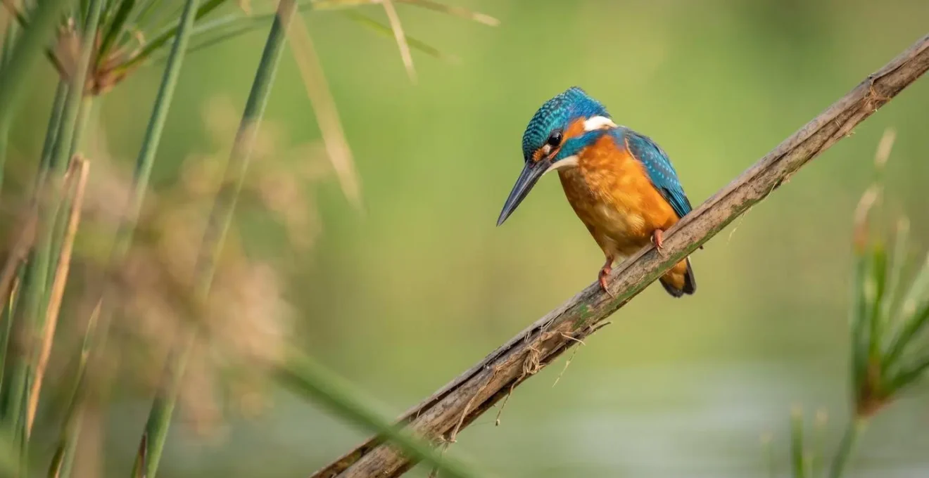 Malachite kingfisher perched among papyrus reeds with a creamy bokeh background
