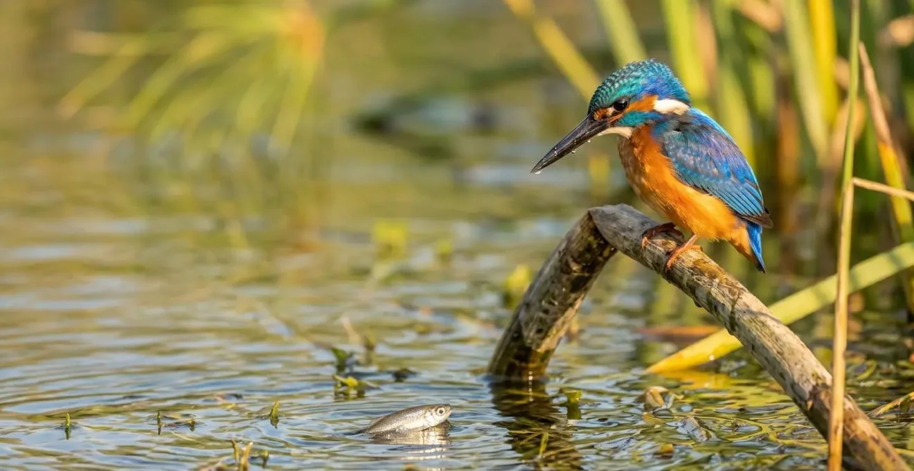 Side profile of a malachite kingfisher on a typical reed perch overlooking clear water