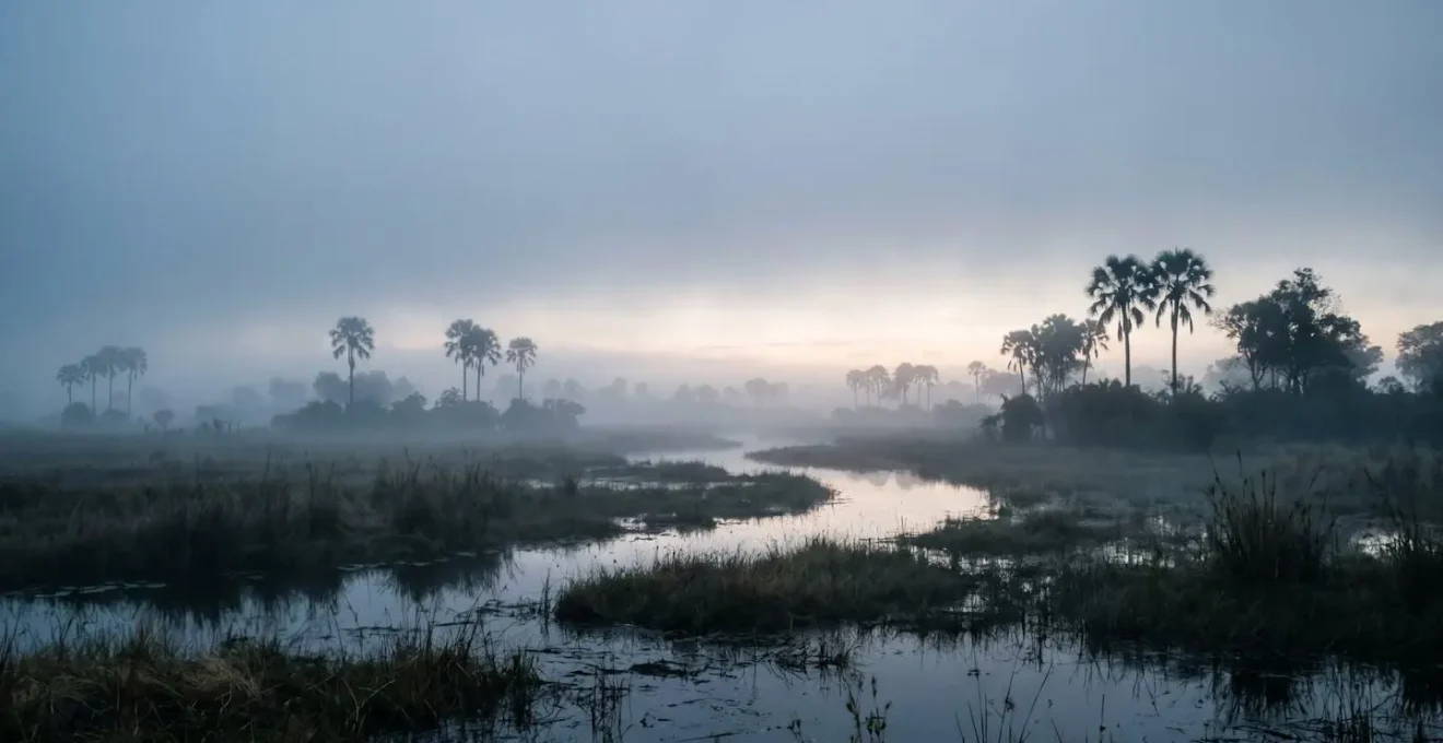 Early morning mist over Okavango Delta floodplains with silhouetted trees