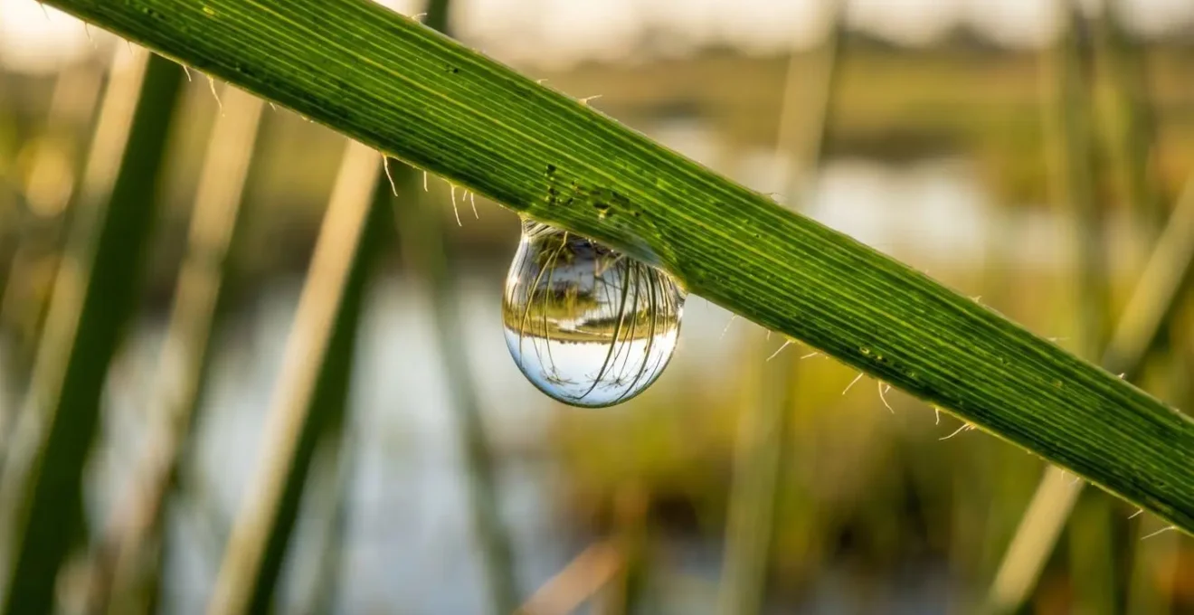 Macro shot of a single water droplet on a papyrus leaf with bokeh background