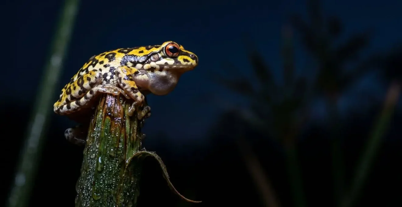 Close-up macro shot of a painted reed frog's reflective eye caught in headlamp beam at night