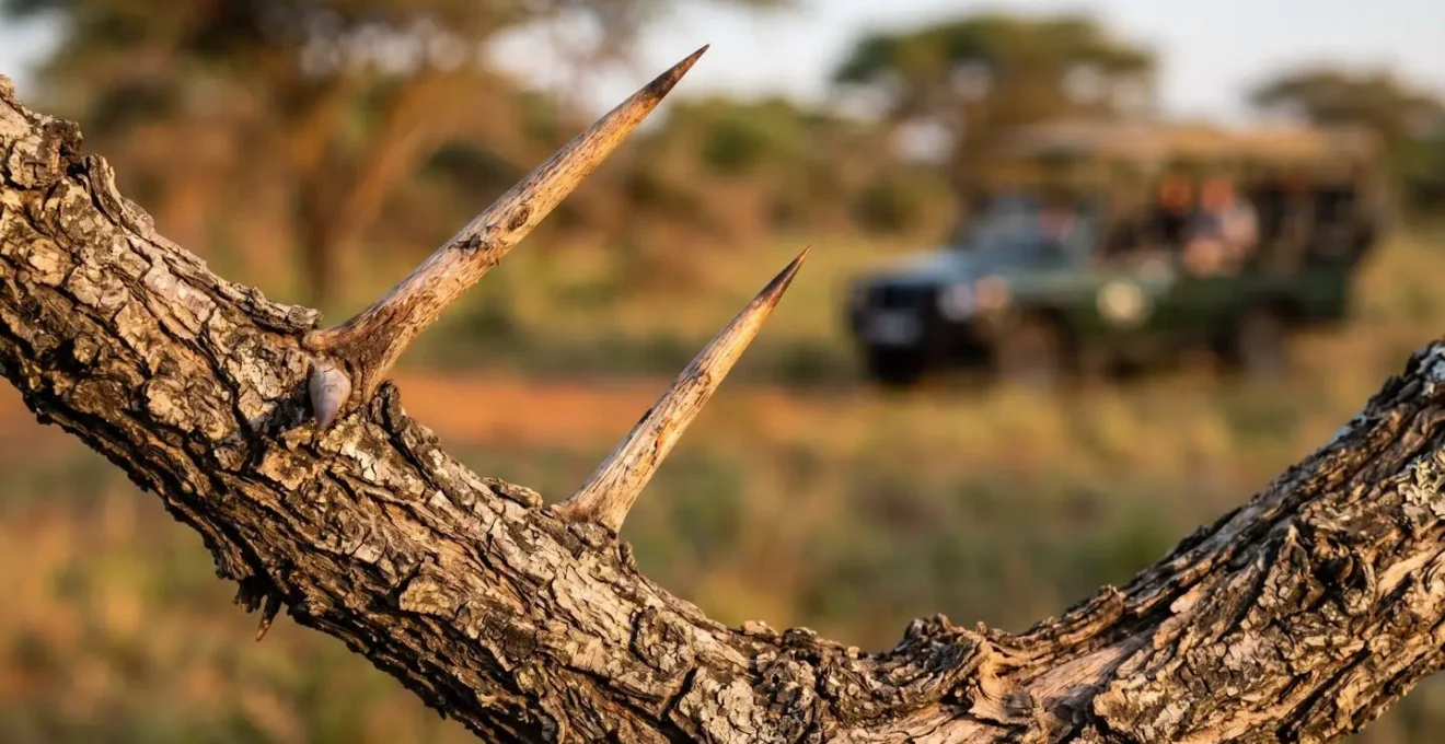 Close-up detail of sharp acacia thorns on a branch, with a safari vehicle blurred in the distant savanna landscape.