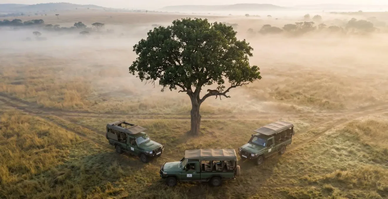 Three safari vehicles maintaining respectful distance around leopard in tree